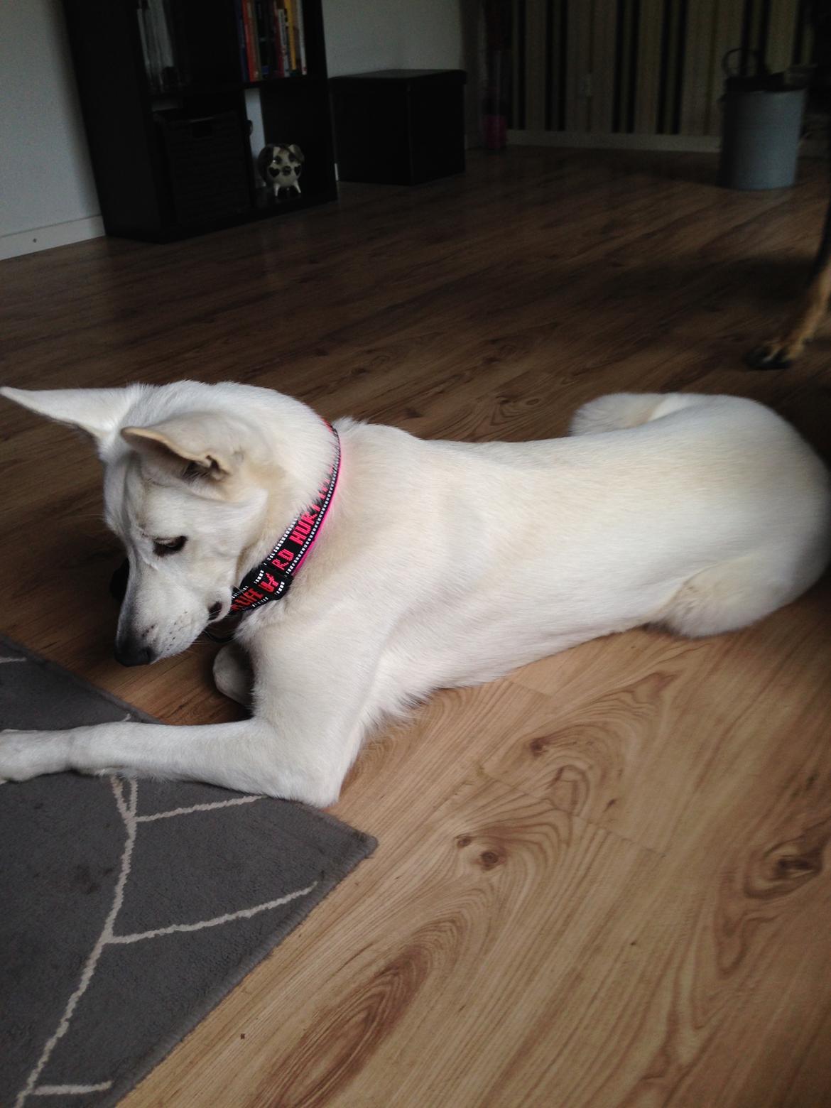 Hvid schæfer Kjaersgaards Emmit billede 6