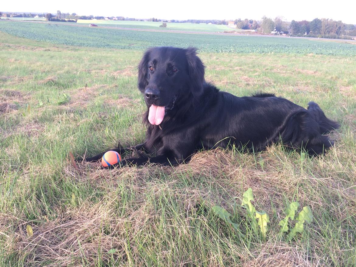 Flat coated retriever Bailey billede 38