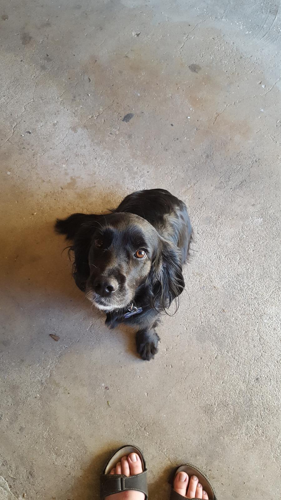 Blanding af racer Kasey billede 27