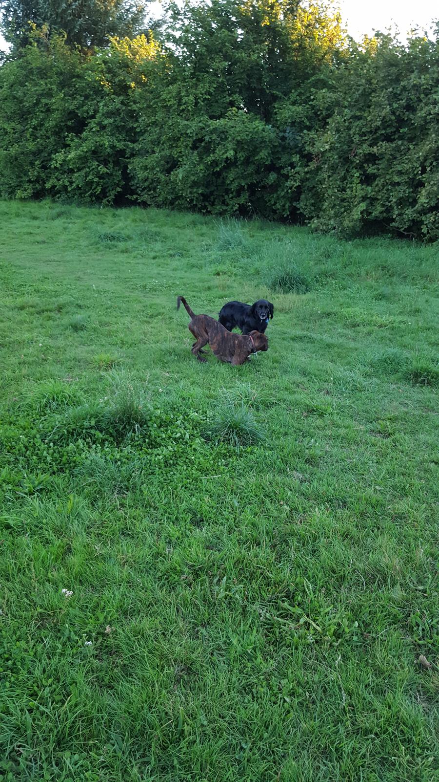 Blanding af racer Kasey billede 28