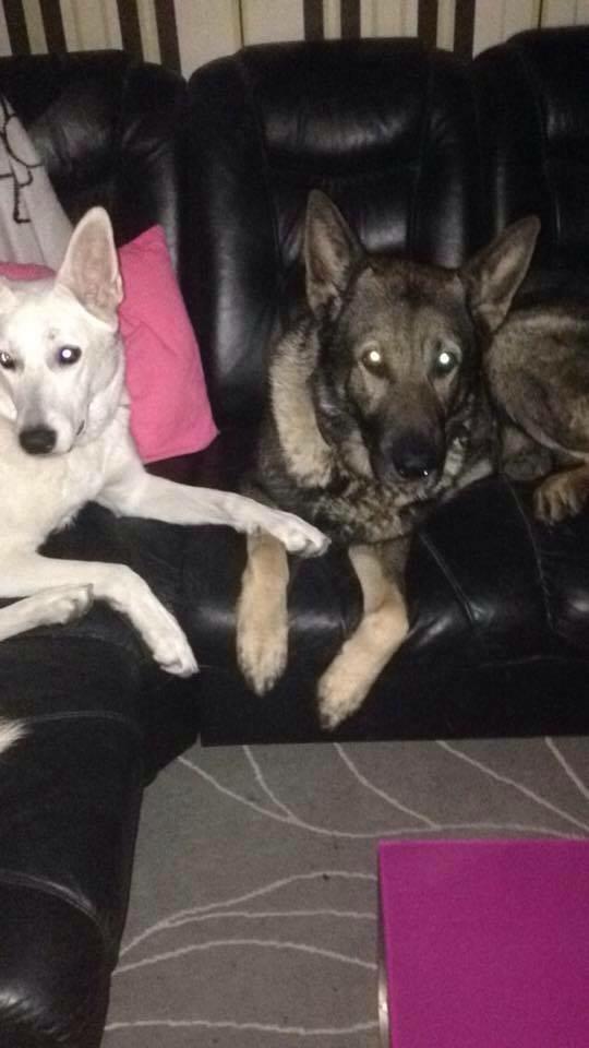 Hvid schæfer Kjaersgaards Emmit billede 7