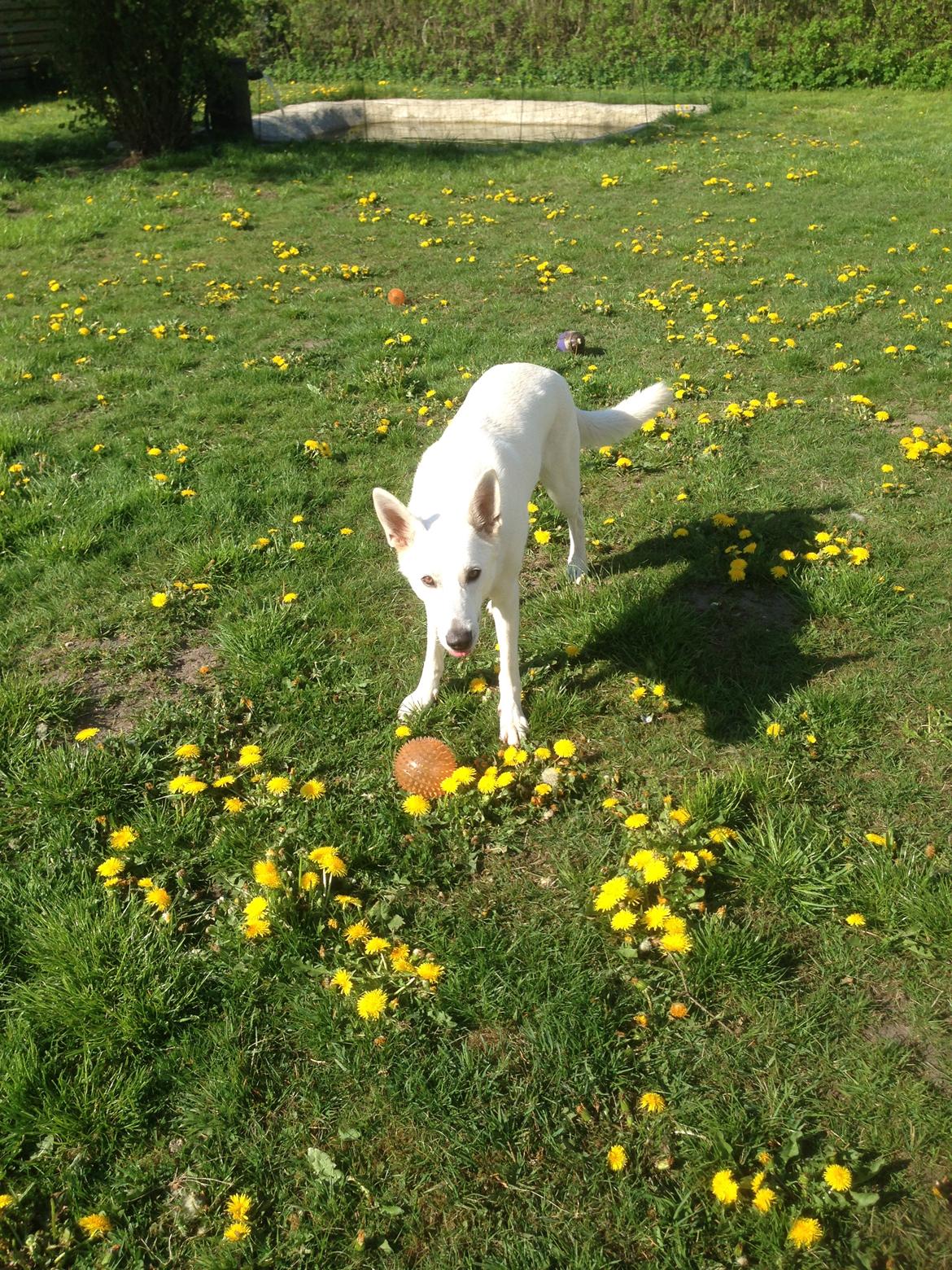 Hvid schæfer Kjaersgaards Emmit billede 8