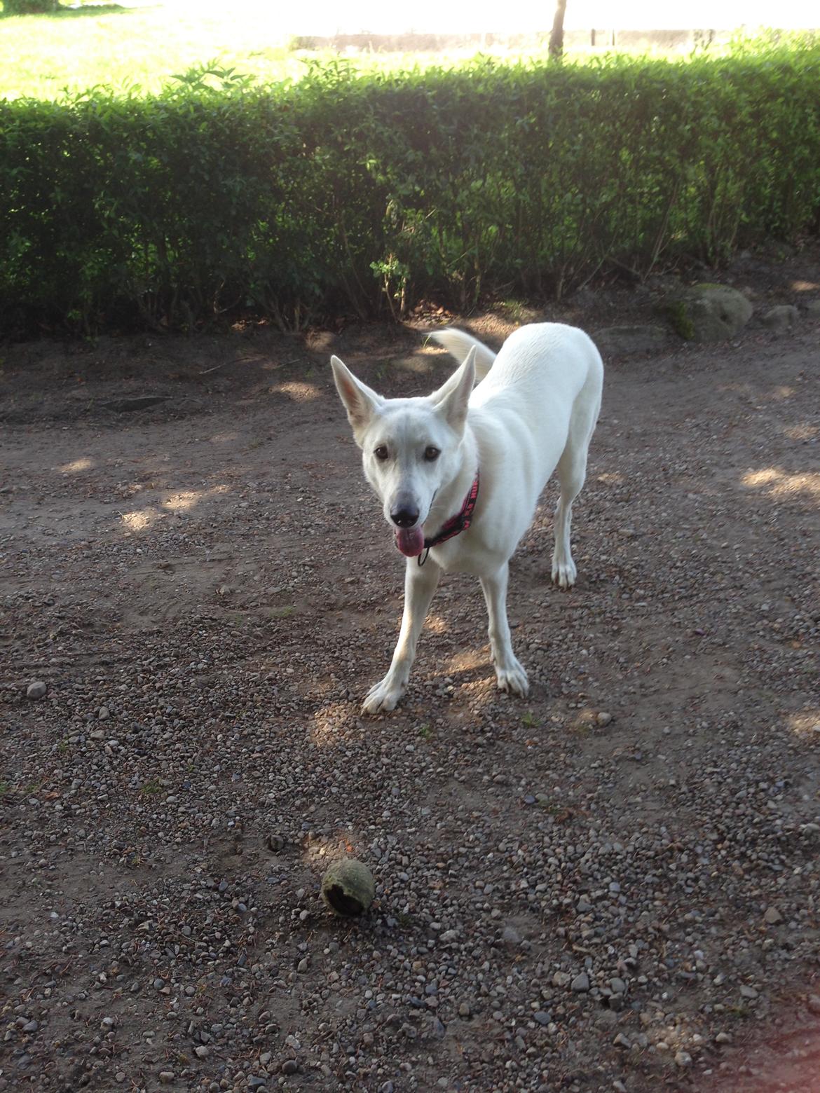 Hvid schæfer Kjaersgaards Emmit billede 10