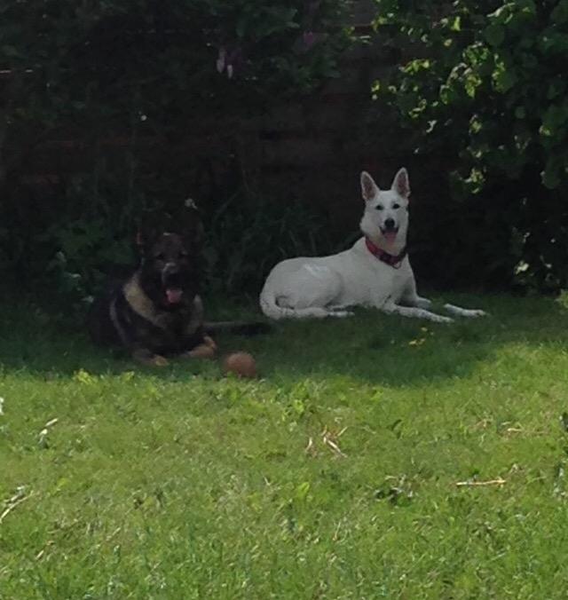 Hvid schæfer Kjaersgaards Emmit billede 9