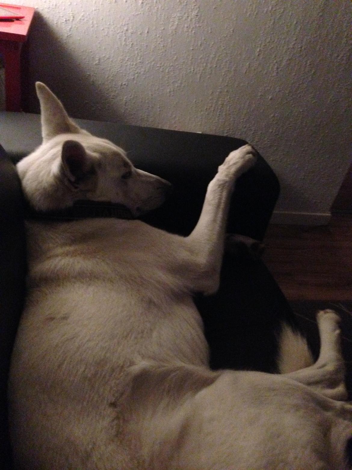 Hvid schæfer Kjaersgaards Emmit - Jaaa når nu jeg sådan slapper rigtig af  billede 11