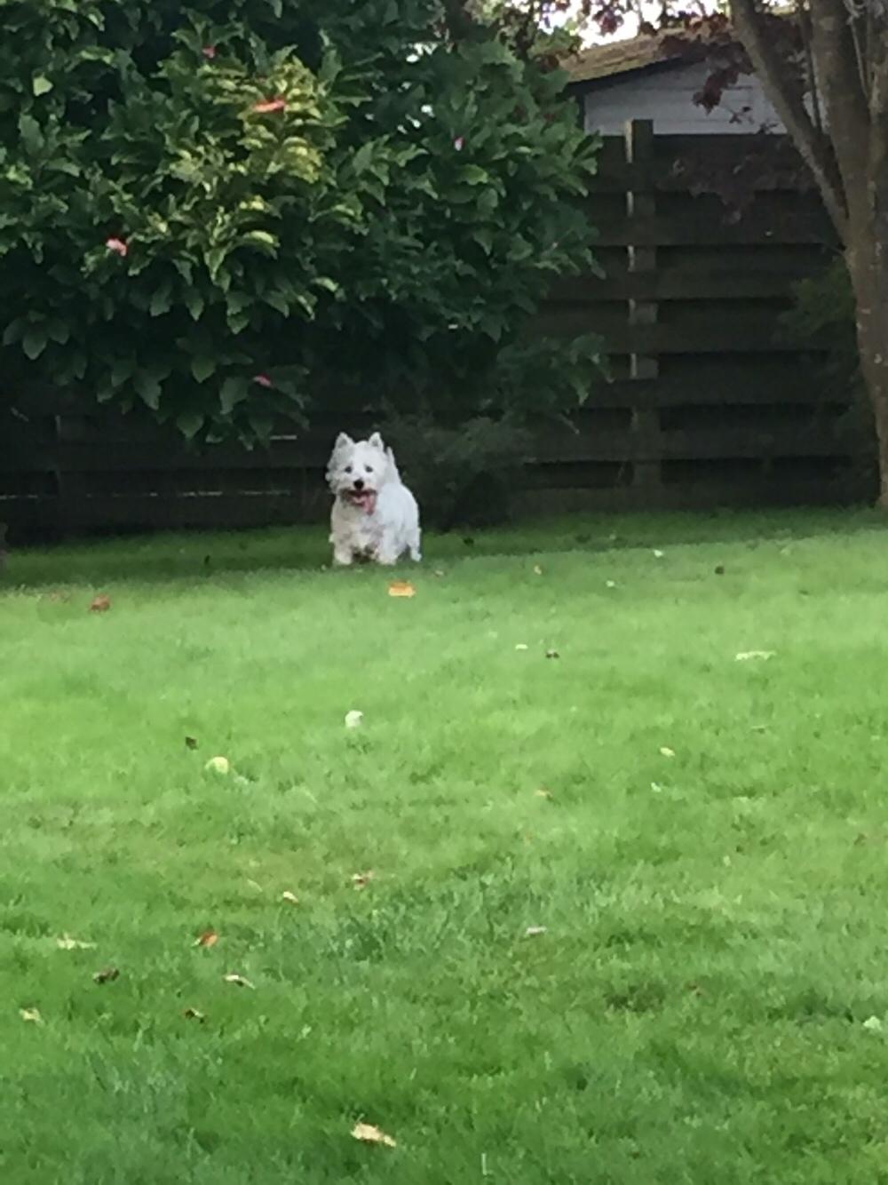 West highland white terrier bella billede 5