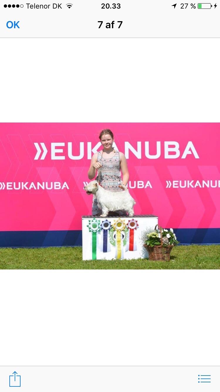 West highland white terrier Laura billede 1