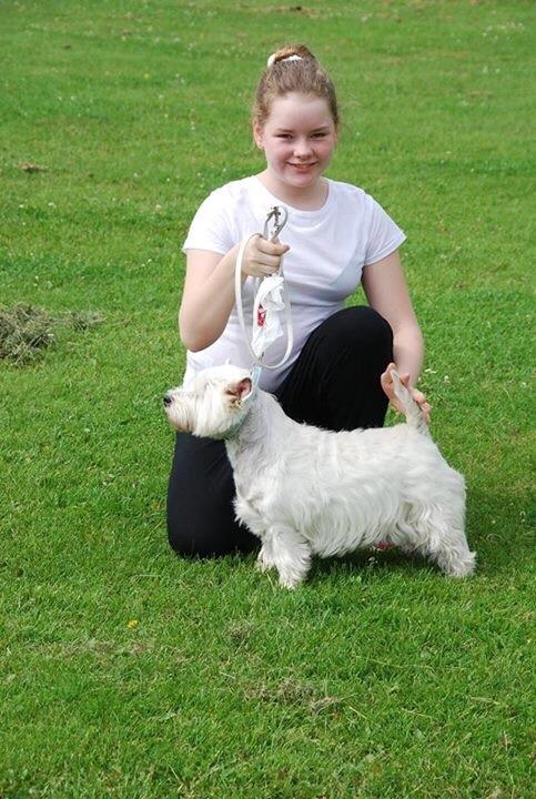 West highland white terrier Laura billede 2