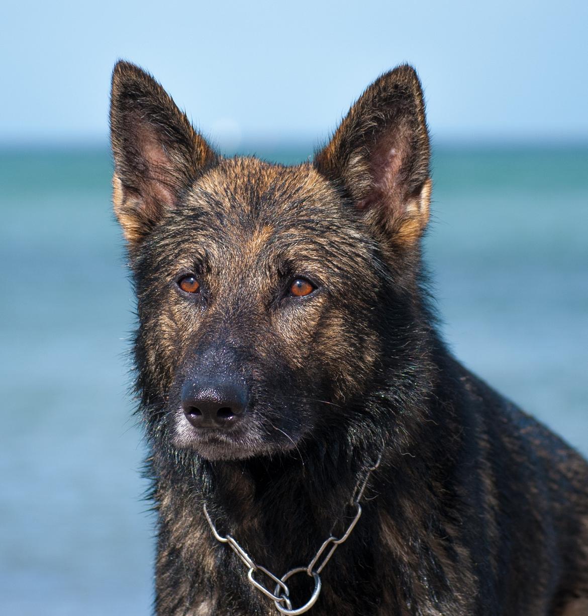 Schæferhund Coffey billede 21