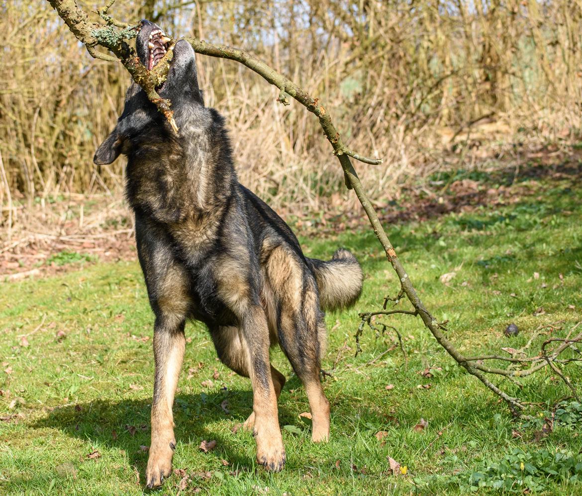 Schæferhund Coffey billede 23