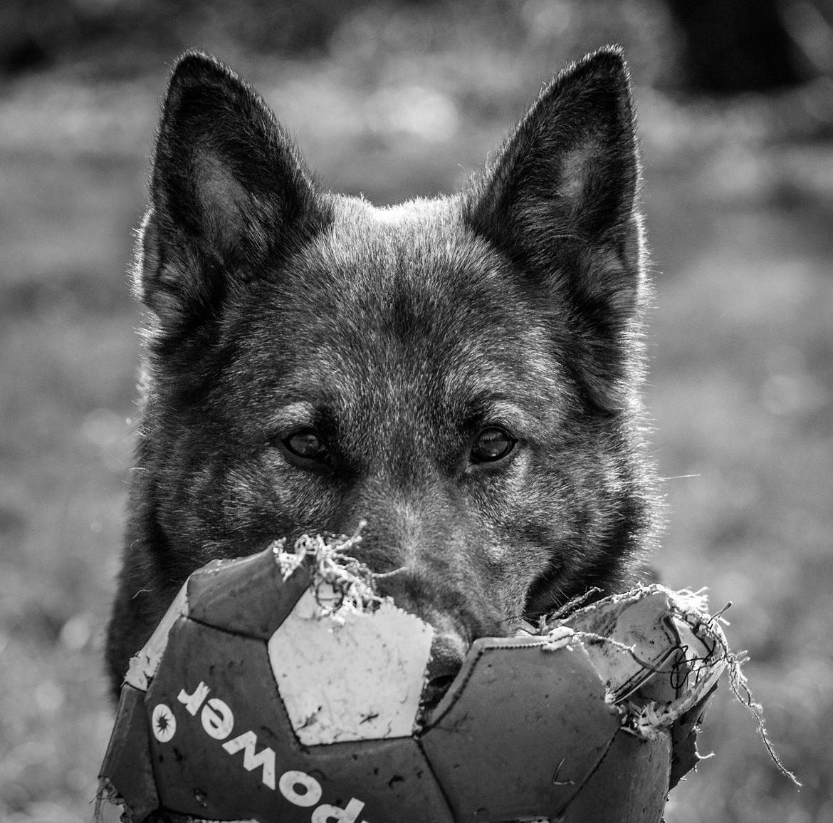 Schæferhund Coffey billede 24