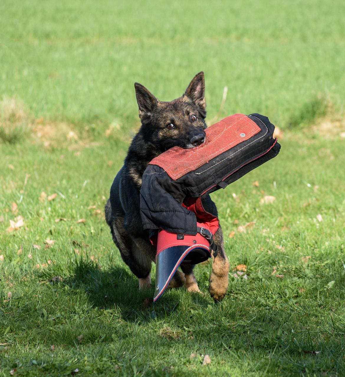 Schæferhund Coffey billede 25