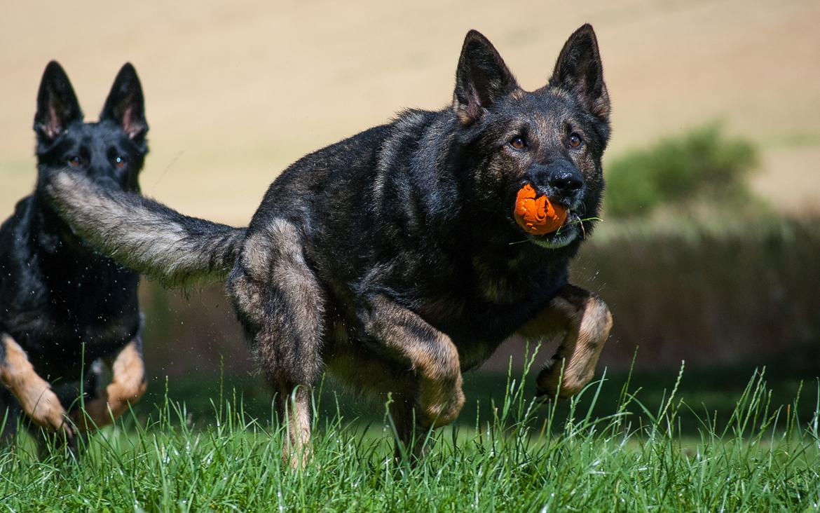 Schæferhund Coffey billede 22