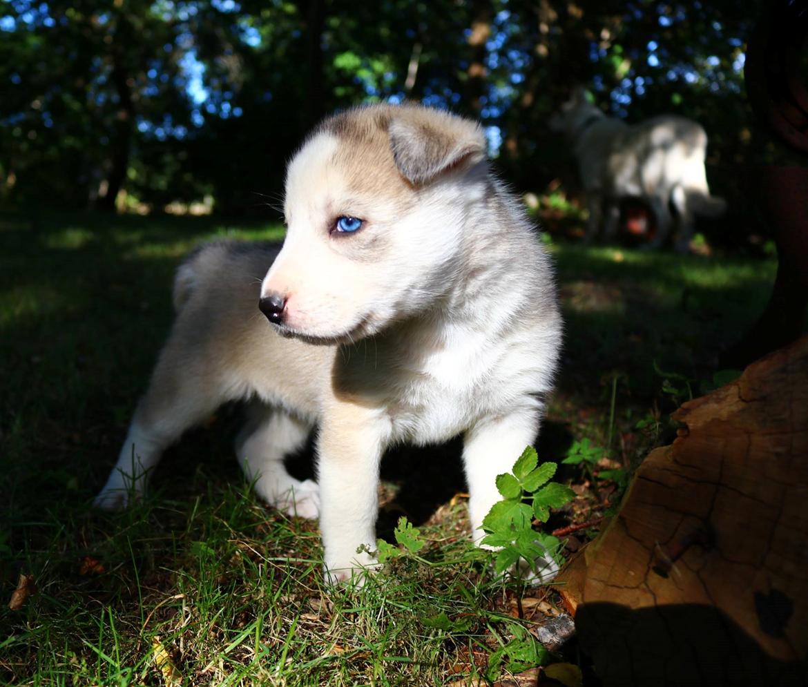 Blanding af racer Aura billede 3