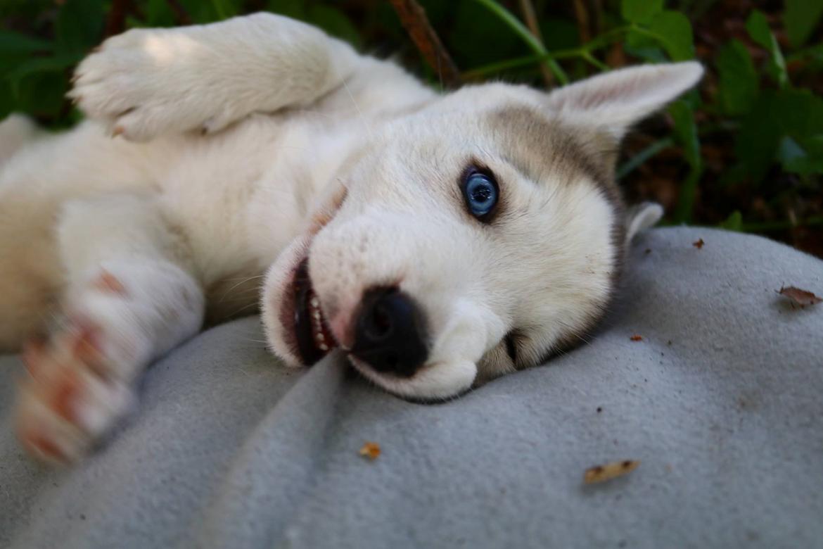 Blanding af racer Aura billede 5