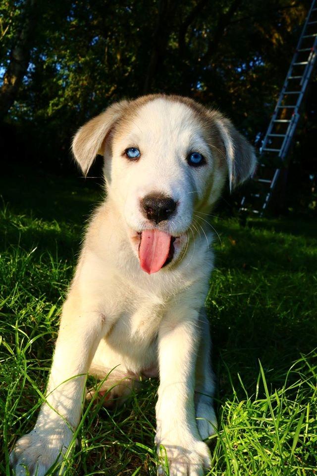 Blanding af racer Aura billede 4