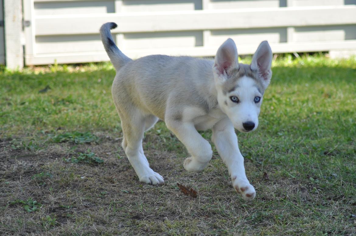 Blanding af racer Aura billede 8