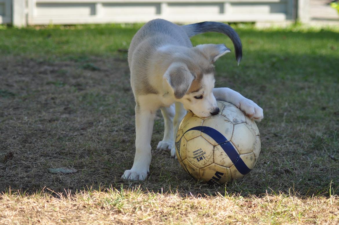 Blanding af racer Aura billede 9