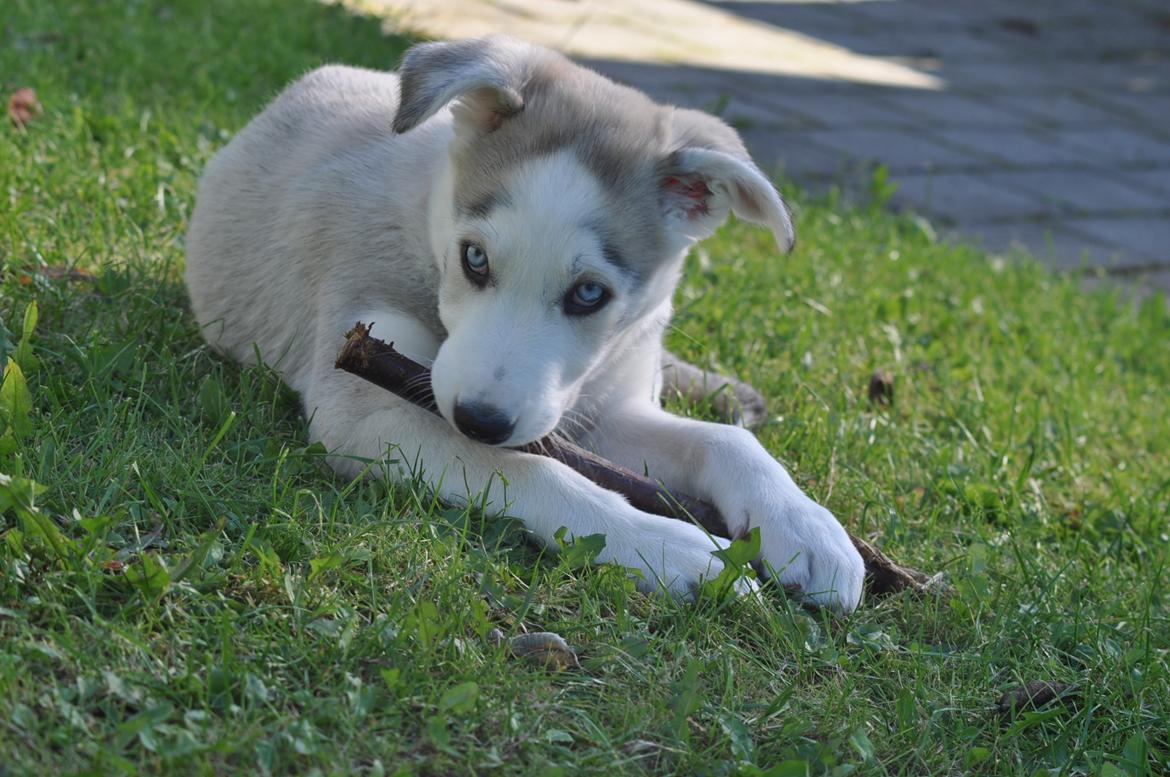 Blanding af racer Aura billede 11