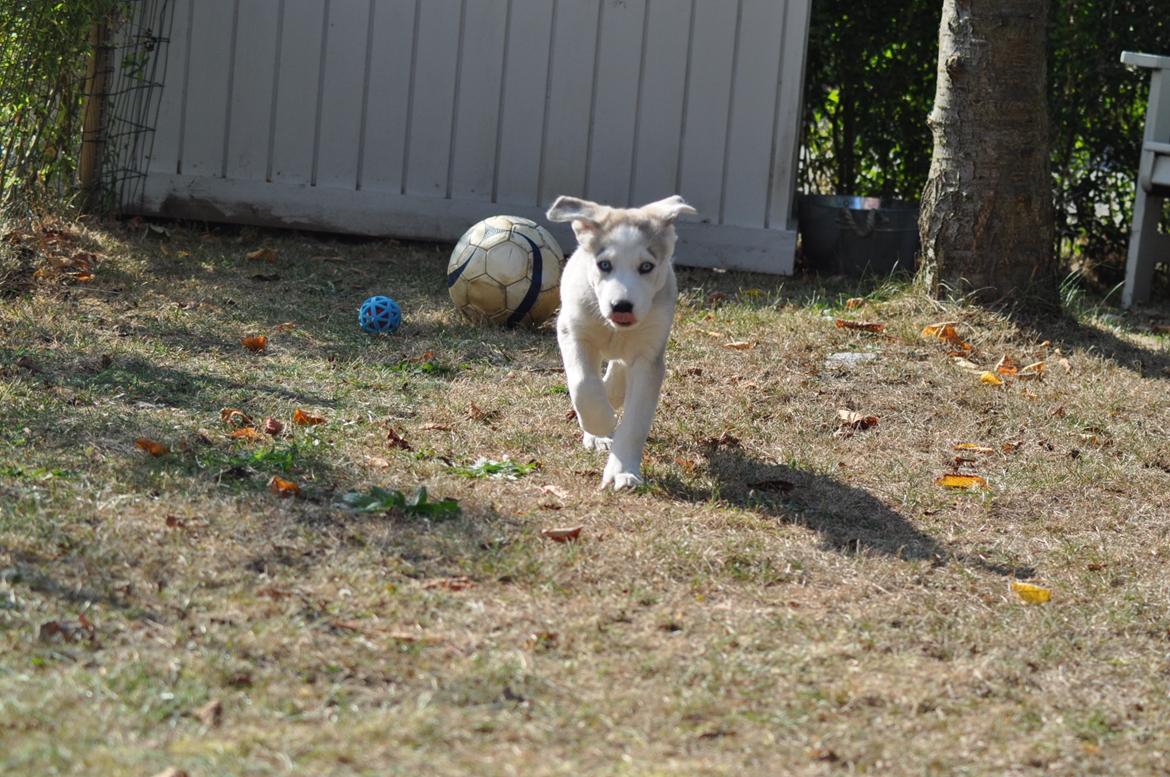 Blanding af racer Aura billede 6