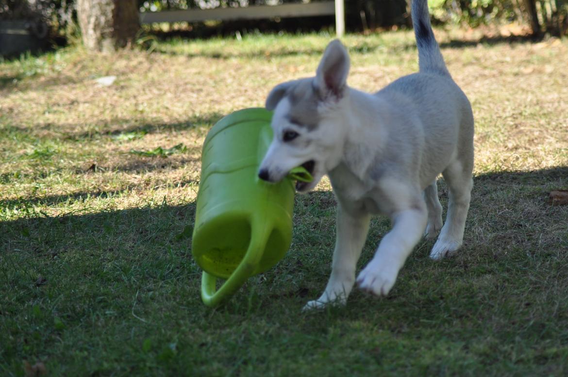 Blanding af racer Aura billede 14