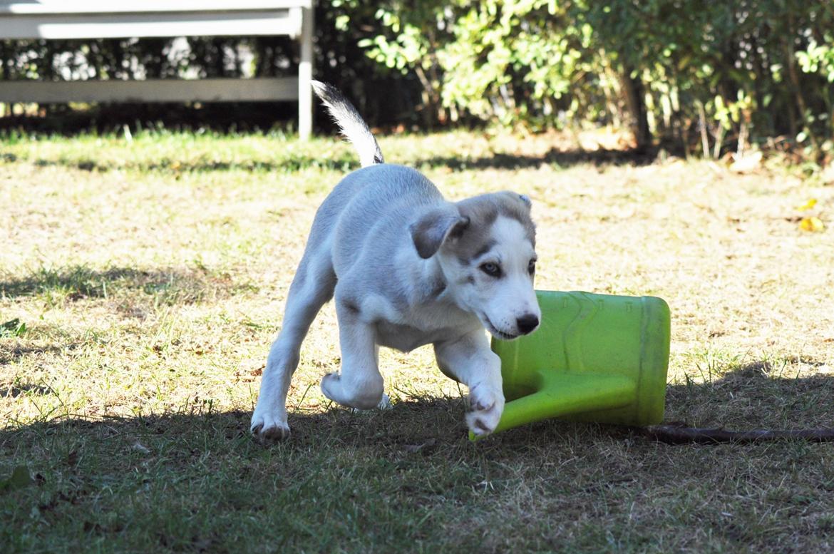 Blanding af racer Aura billede 13