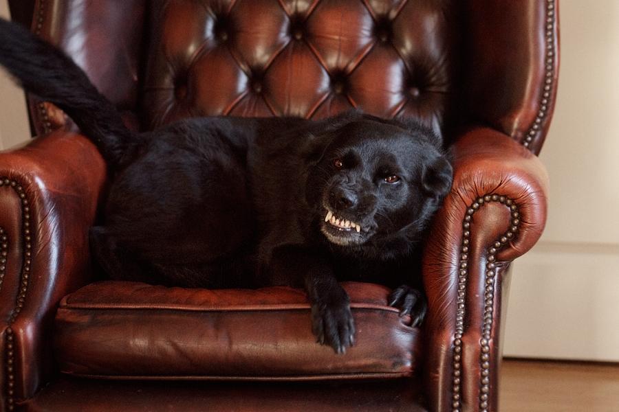 Blanding af racer Keiko - Skønneste smilehund! billede 2