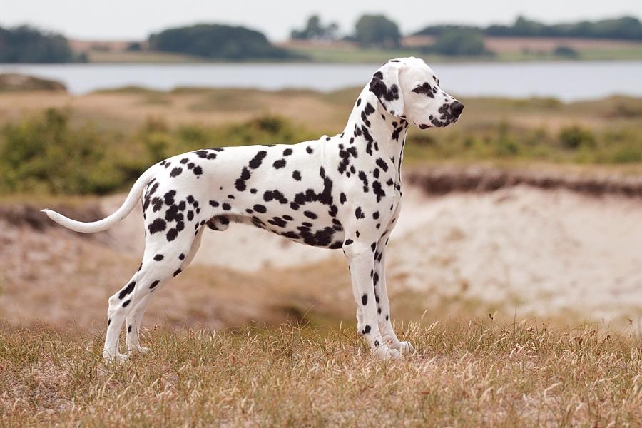 Dalmatiner Hugin (Spotdog's Everything Elegant) - 2½ år gammel billede 5