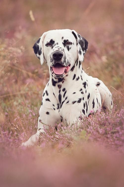 Dalmatiner Hugin (Spotdog's Everything Elegant) - 2½ år gammel  billede 1