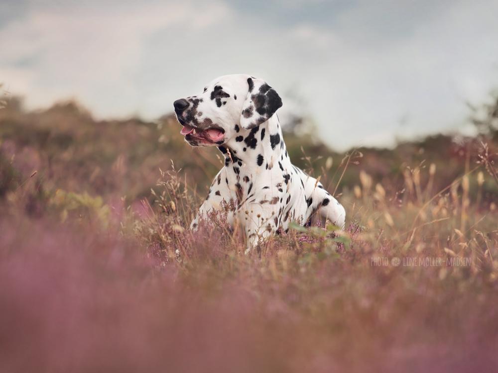 Dalmatiner Hugin (Spotdog's Everything Elegant) - 2½ år gammel billede 4