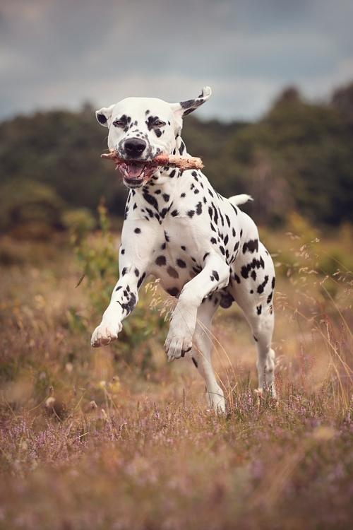 Dalmatiner Hugin (Spotdog's Everything Elegant) - 2½ år gammel billede 6