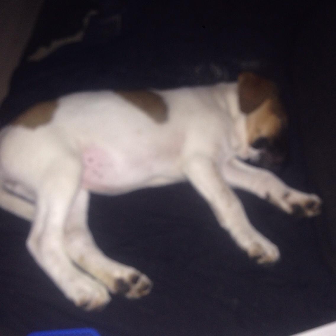 Blanding af racer Chili billede 2