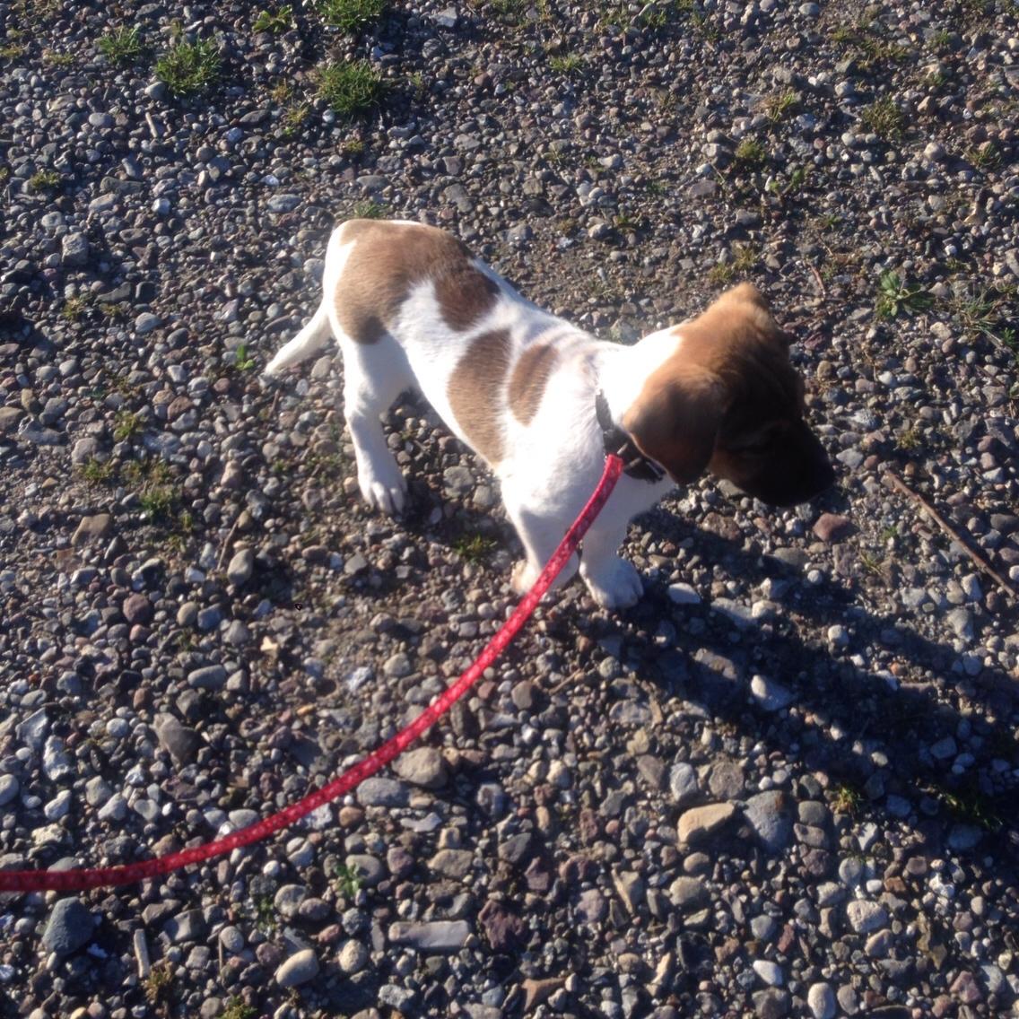 Blanding af racer Chili billede 1