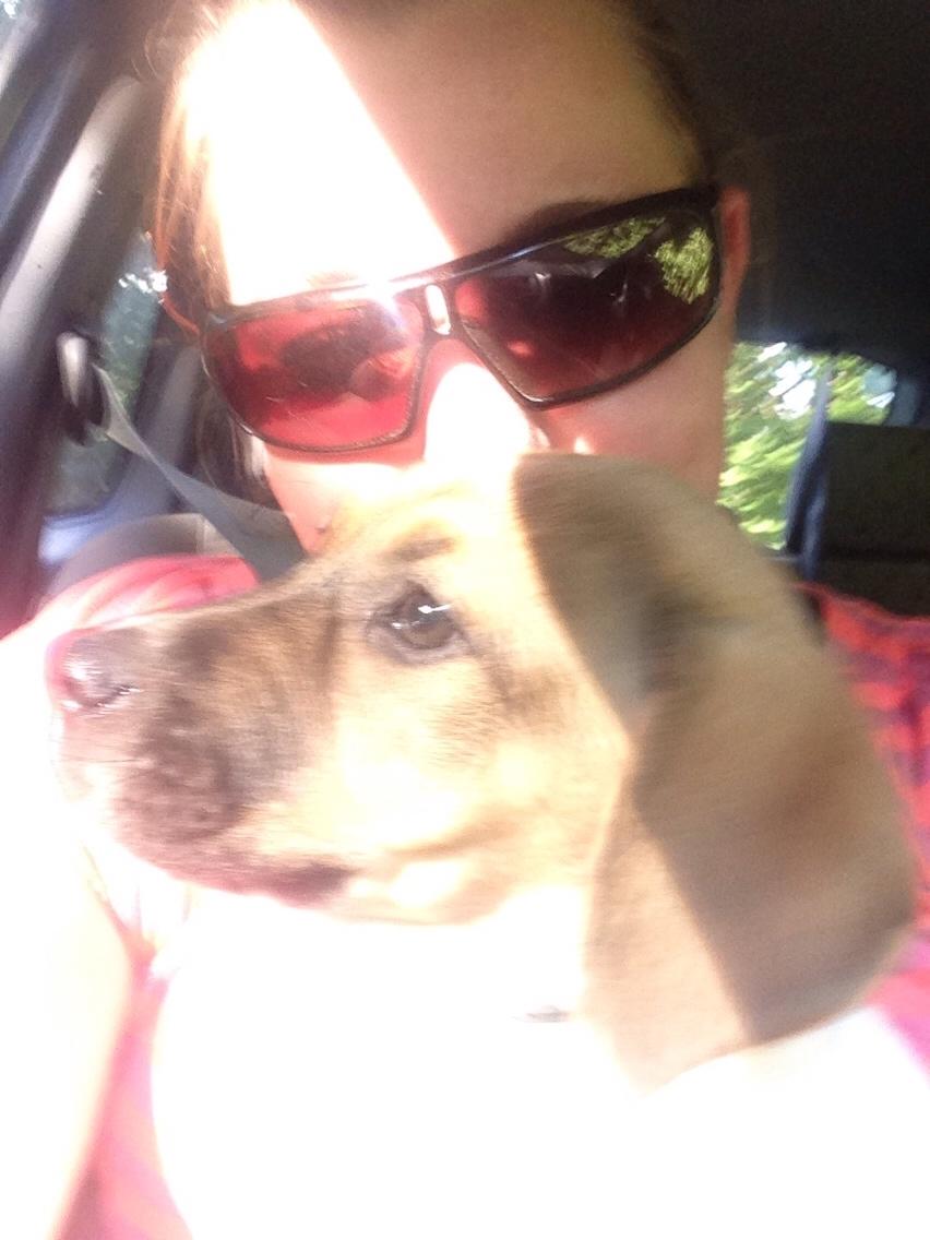 Blanding af racer Chili billede 4