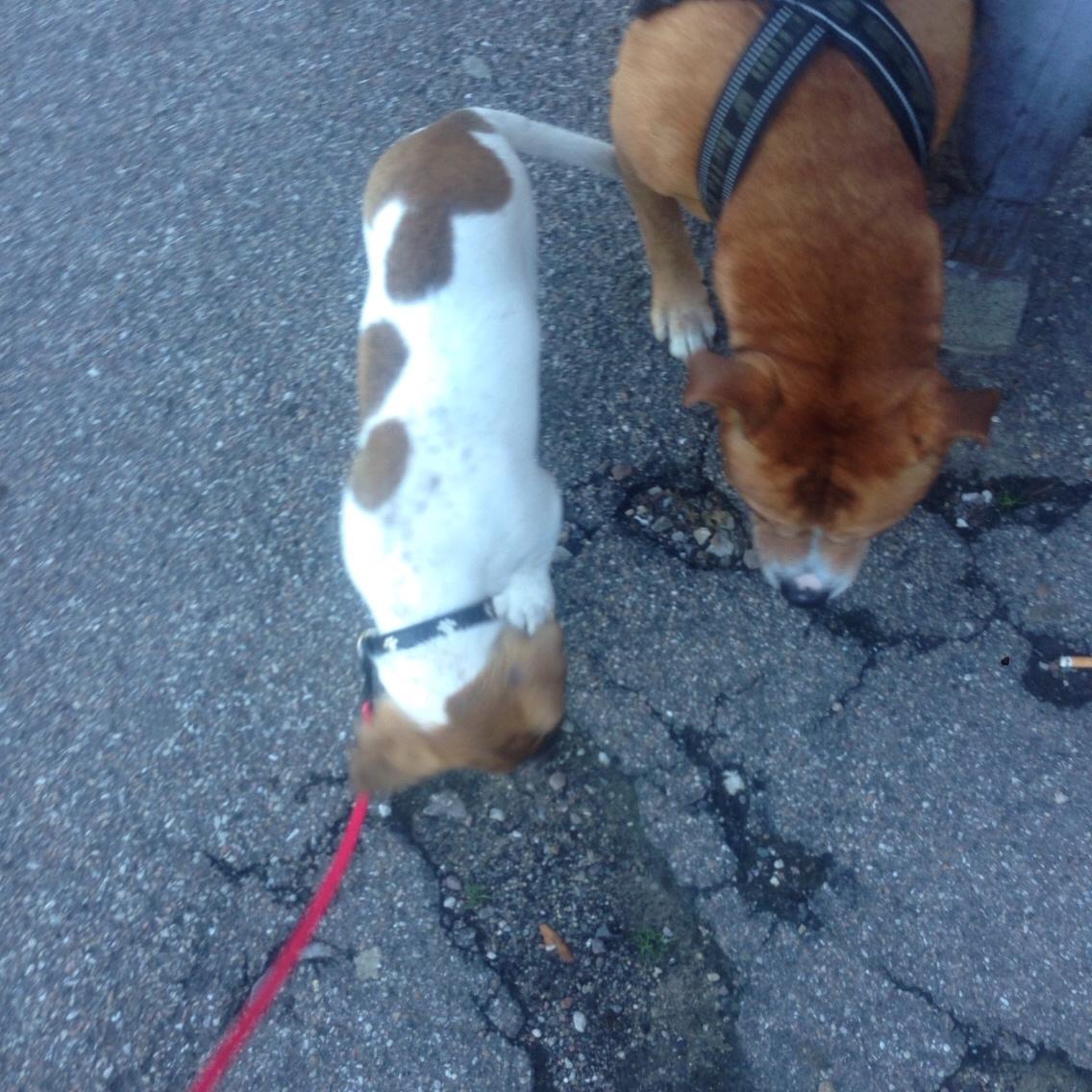 Blanding af racer Chili billede 3