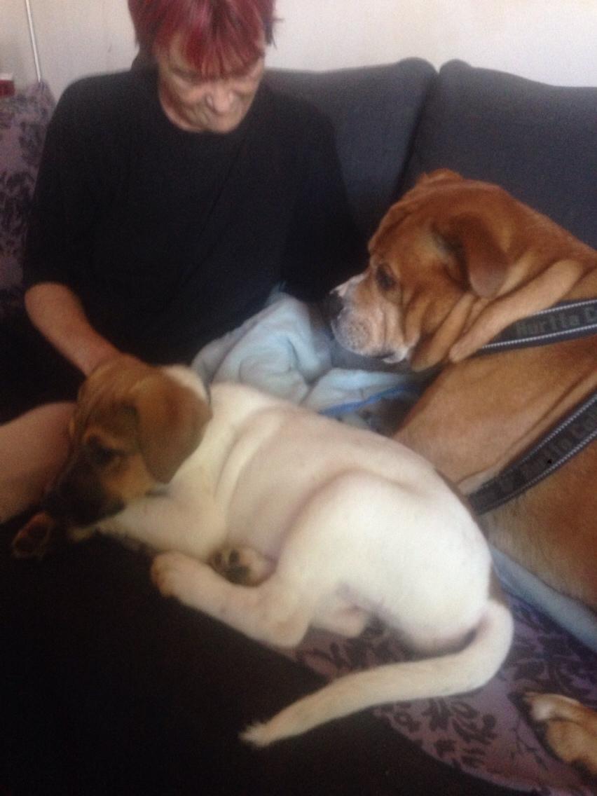 Blanding af racer Chili billede 6