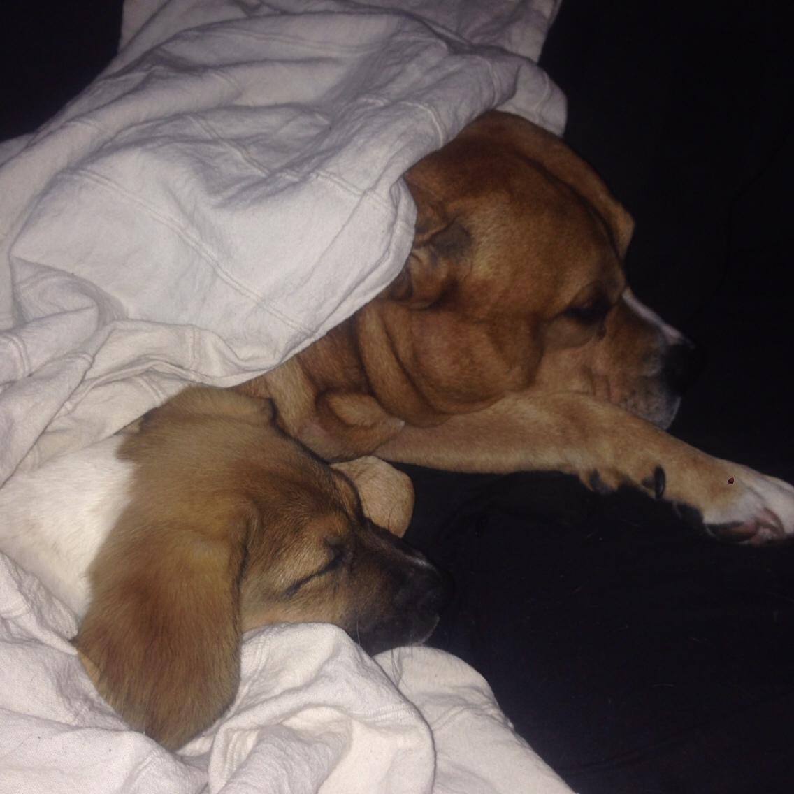 Blanding af racer Chili billede 5