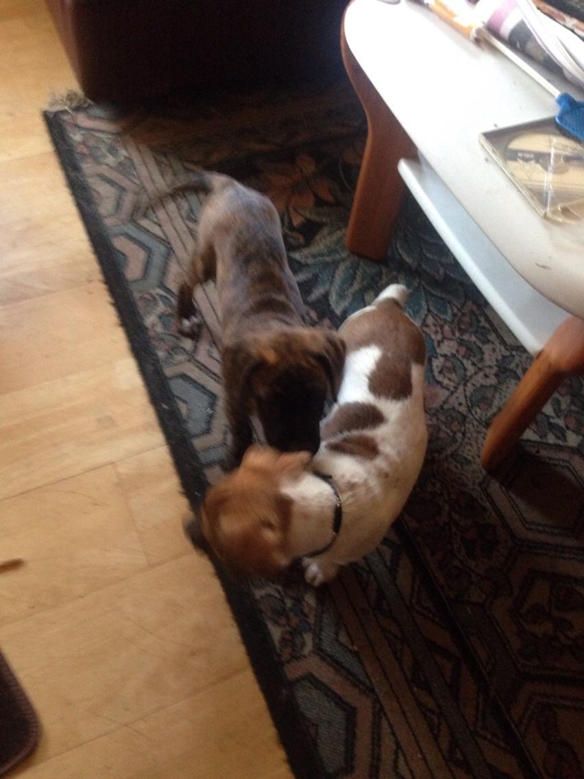 Blanding af racer Chili billede 7