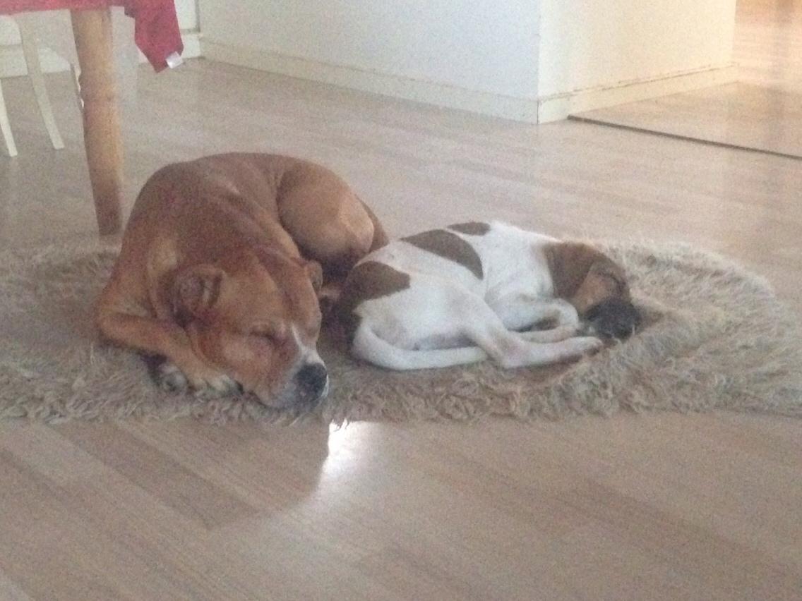 Blanding af racer Chili billede 8