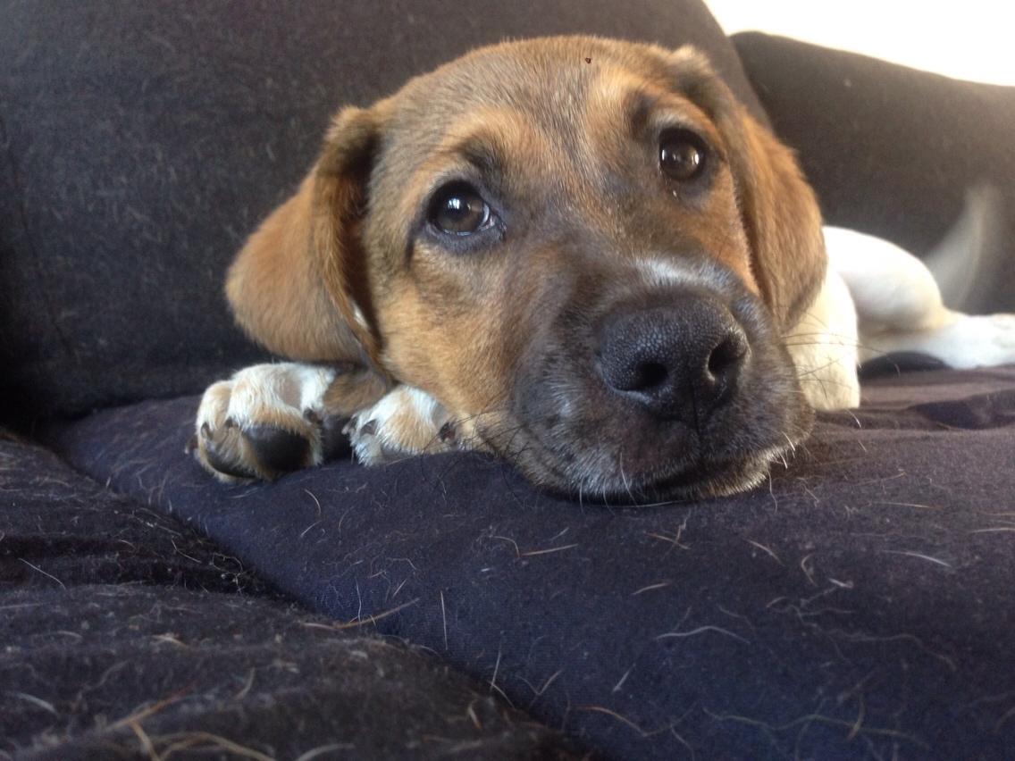 Blanding af racer Chili billede 9