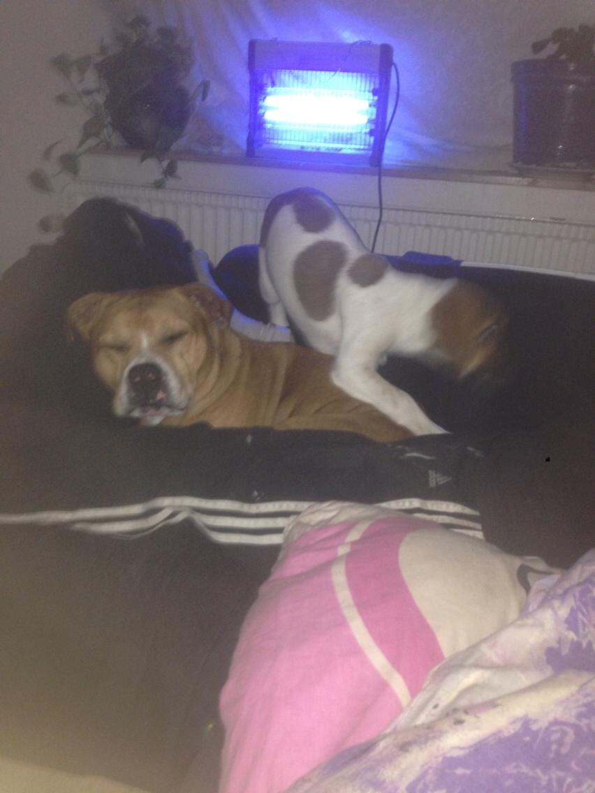 Blanding af racer Chili billede 10