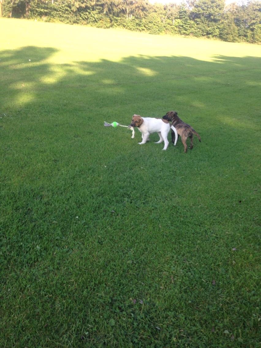 Blanding af racer Chili billede 12