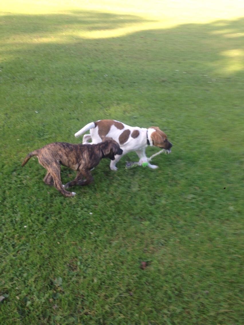 Blanding af racer Chili billede 11