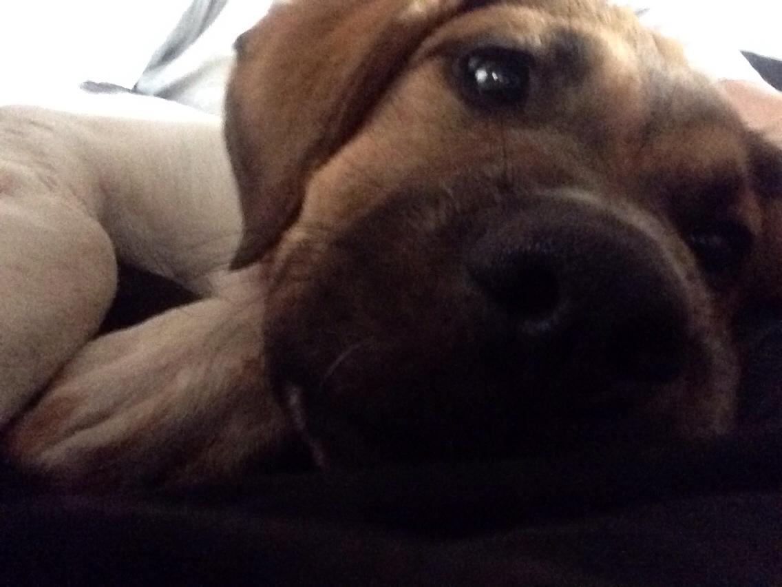 Blanding af racer Chili billede 14