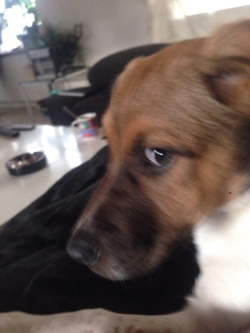 Blanding af racer Chili billede 13