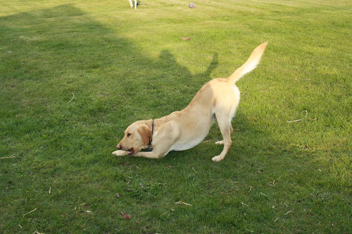 Labrador retriever Enzo billede 13
