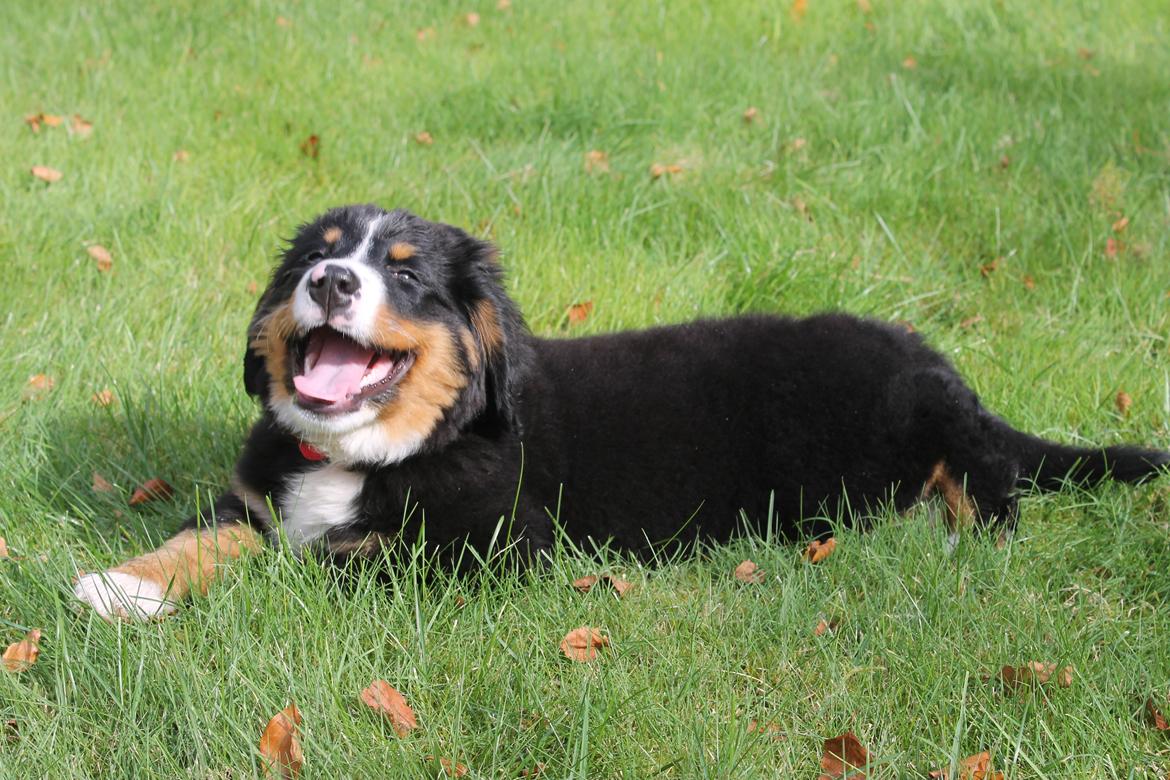 Berner sennenhund lillefix billede 28