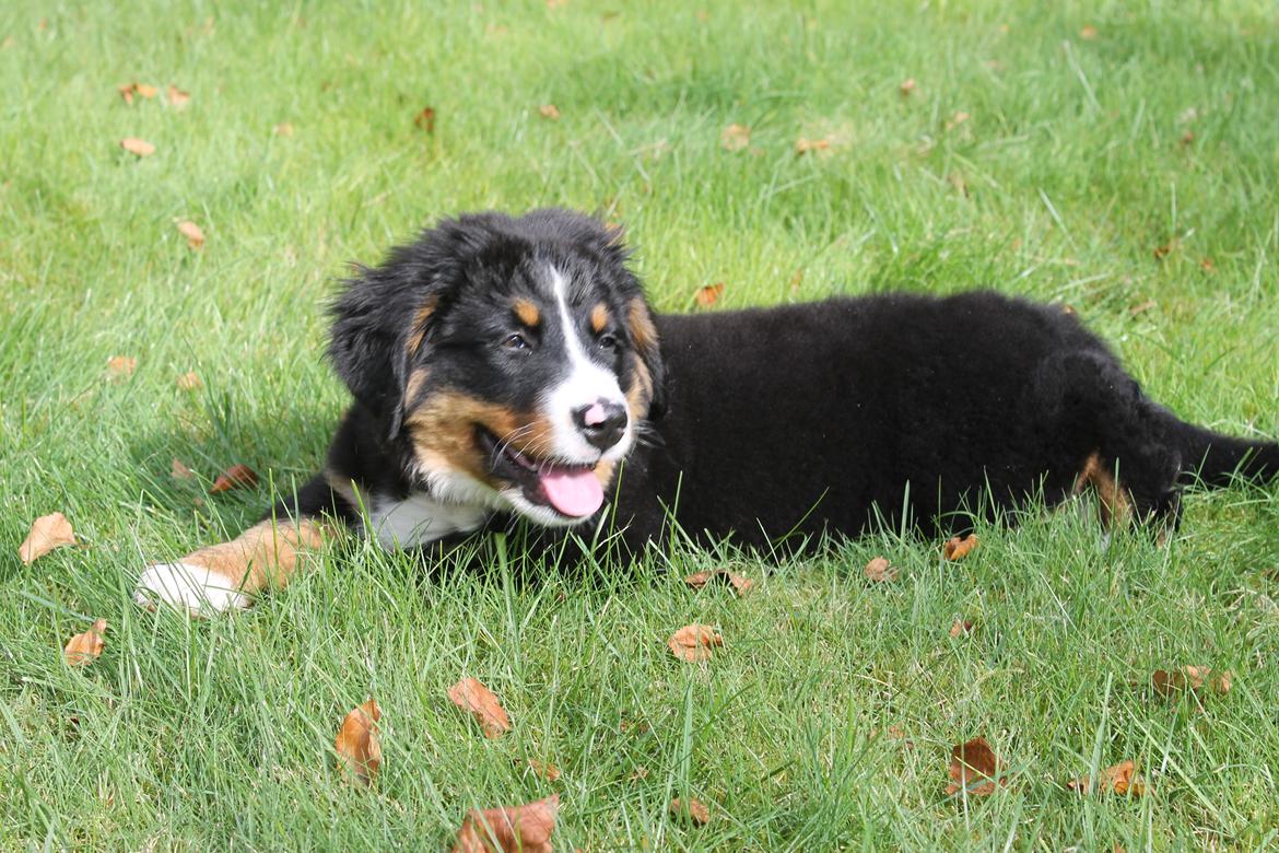 Berner sennenhund lillefix billede 29