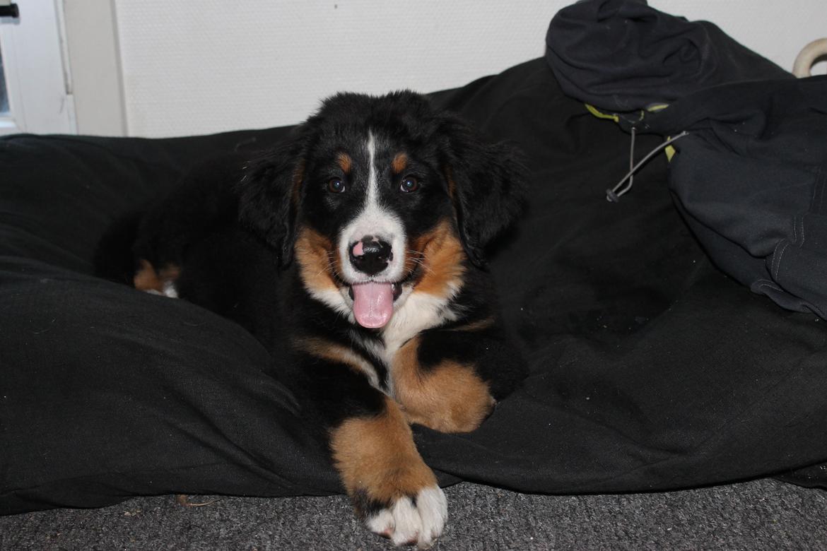 Berner sennenhund lillefix billede 27