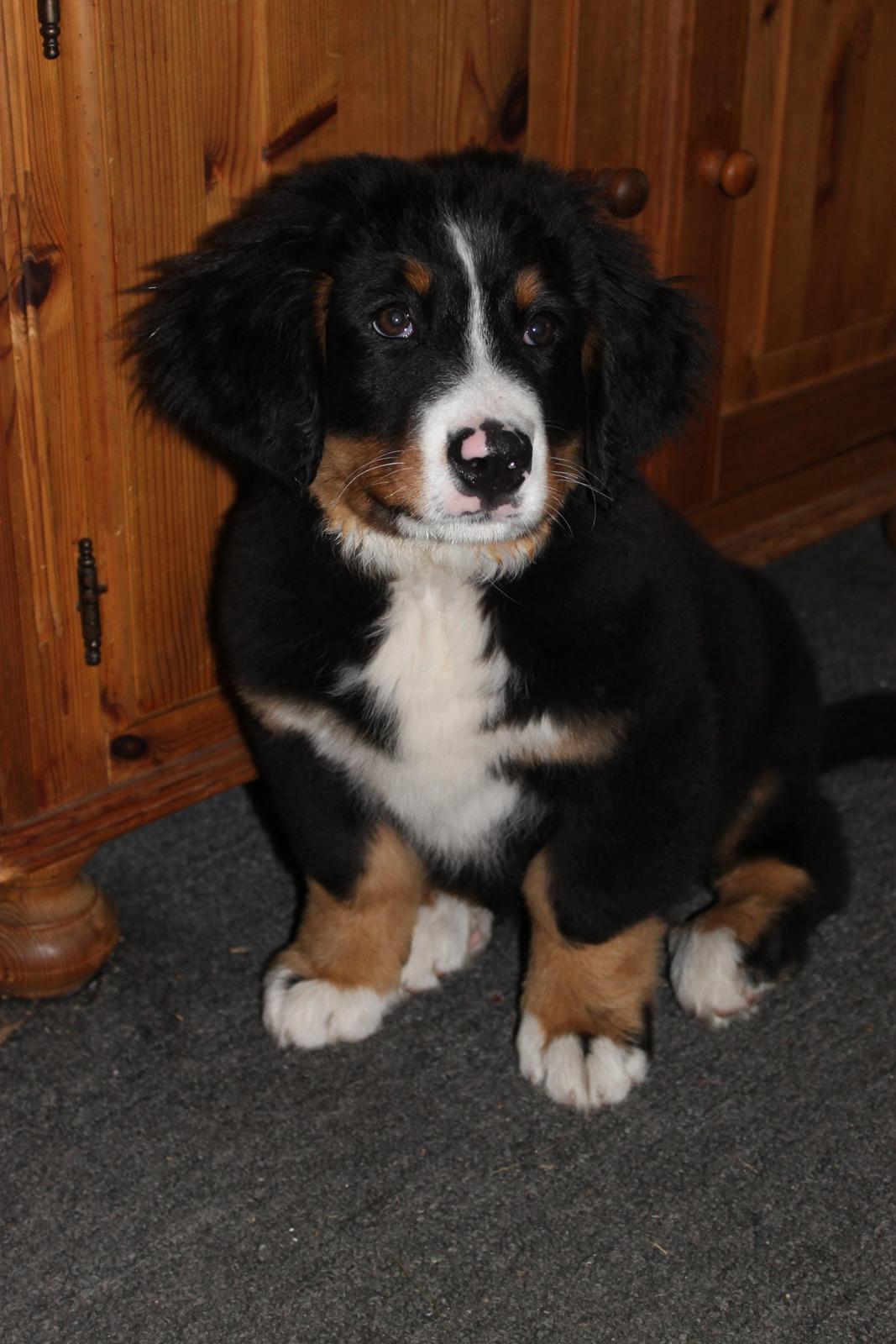 Berner sennenhund lillefix billede 30